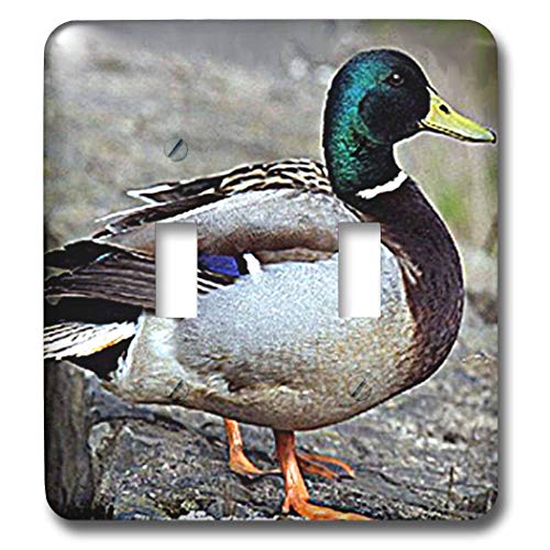 3dRose _bN-_ugOXCb` (LSP_581_2) e