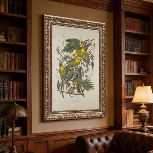 Poster Carolina Parrots John James Audubon : la solution pour vos murs vides - 3