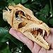 5.9 Inches Real Hairtail Fish Skull, Large Swordfish Skull, Animal Skeleton Specimen Model Taxidermy Science Education Collectibles (Hairtail Fish)