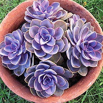 Fash Lady 100 STÃœCKE Frische Sukkulente Samen Strahlung Sukkulenten Sedum Samen Echeveria GroÃŸe"Perle von Nurnberg" Blumensamen