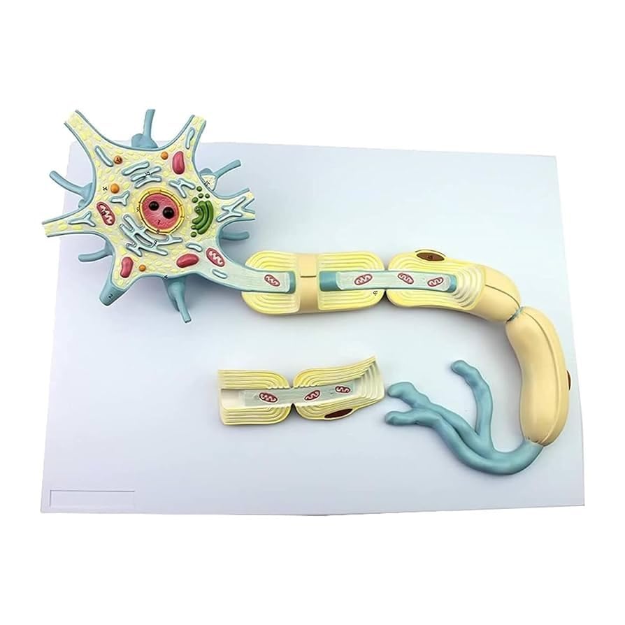 Neuron Model-picture-30