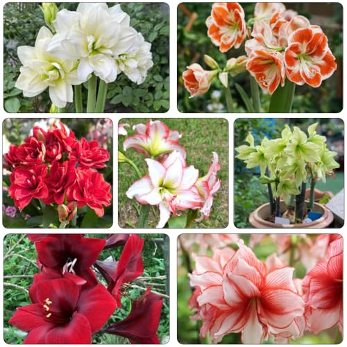Amaryllis - Hippeastrum rutilum riverdimento tetti giardino decorazione selvatica copertura del suolo Bulbi perenni resistenti all'inverno 2pcs