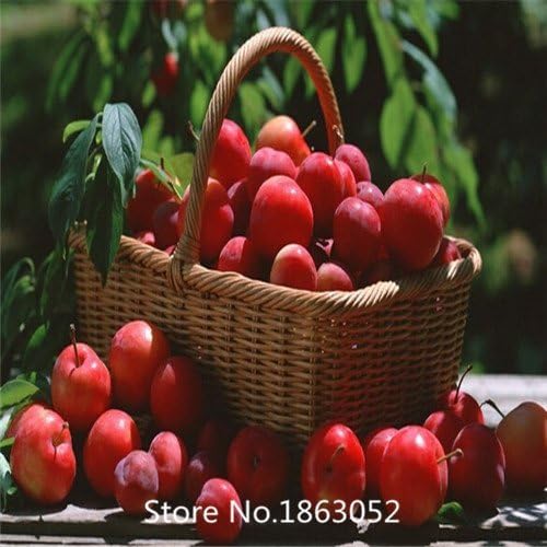 Superaffordable! 10 SEEDS Chinese Delicious Big Round