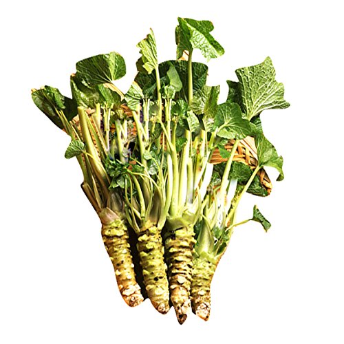 Futaba Japanese Horseradish/Wasabi seeds 50 Pcs Amazon.in Garden