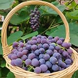 Comprar uvas - vides Balcón exótico a prueba de invierno uvas de jardín resistentes lecho elevado arbustos rápido crecimiento regalos sostenibles Regalos 500semillas