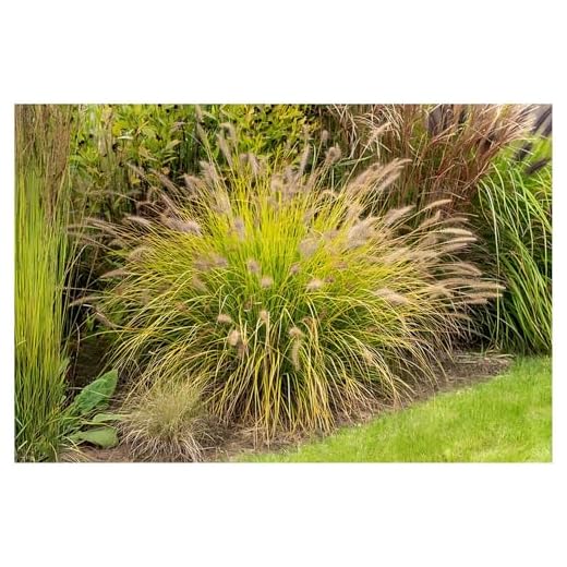 3 x Pennisetum alopecuroides 'Hamel Gold ®' 1 liter kruka (prydnadsgräs/gräs/buskar) lamppincett