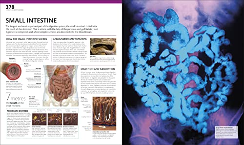The Complete Human Body: The Definitive Visual Guide