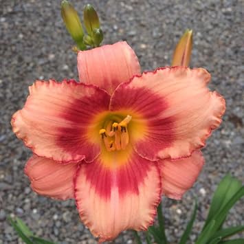 3 Daylily Flower Bulbs, Garden Border Bulbs