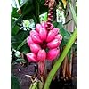 Roze Bananenplant – 10 Zaden – Zeer Gemakkelijk te Groeien – Musa Velutina – Exotic