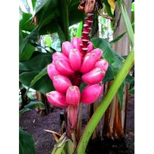 Roze Bananenplant – 10 Zaden – Zeer Gemakkelijk te Groeien – Musa Velutina – Exotic