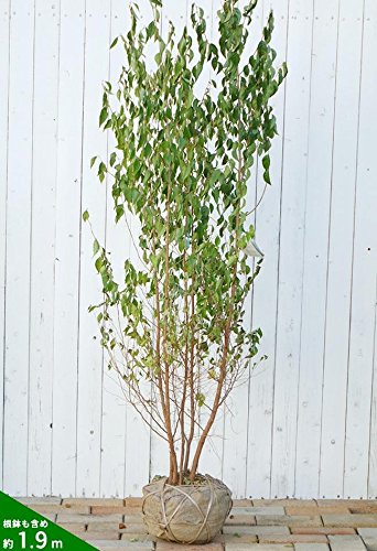 Amazon | エゴノキ 株立ち （白花） 大苗 庭木 | 植木