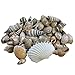 Miniature Fairy Garden Tiny Seashells