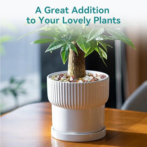 Image of 5lbs Pebbles for Indoor Plants, 3 /8 Inch Small Rocks for Potted Plants, Succulents, Vase Fillers, Cactus Planters, Bird Bath, Fountain, Outdoor Garden Landscaping