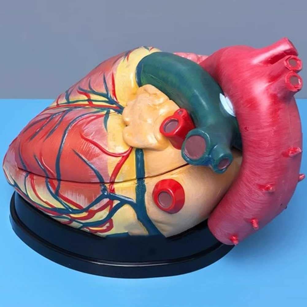 Coeur Humain 4X Agrandir Modèle, Coeur 3D Anatomie Mode, 3 Pièces Amovibles, Marqueurs Numériques Et Position Anatomique Description