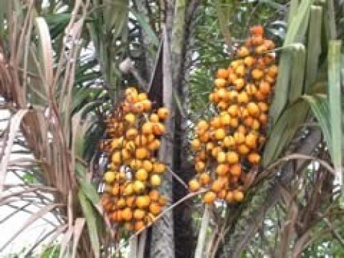 Miniatura 6 de Paris Fragrances Mantequilla de Tucuma - 16 Oz - 100% Natural - Precio al por mayor disponible - Extracción prensado en frío