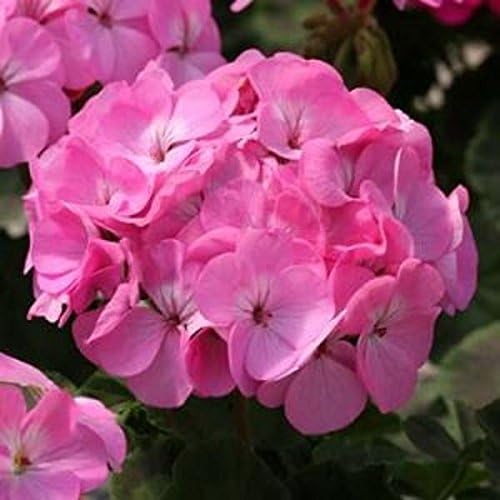 Perfect Plants - Geranium Plants Pink - 6 Pack Bedding Plants - Garden Ready Plants