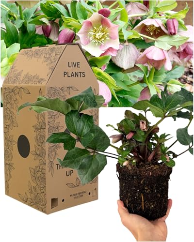 Hellebore Pirouette – 1 Large & Well Established Outdoor Garden Ready Plant. Arrives Already in Buds or Flowering. Supplied in 2L Pot. Winter Flowering Hardy Perennial with White Blooms & Pink Edges