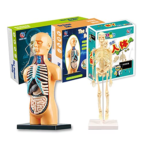 Queenser Órgãos modelo do corpo humano Conjunto de ferramentas de aprendizagem de montagem simples E