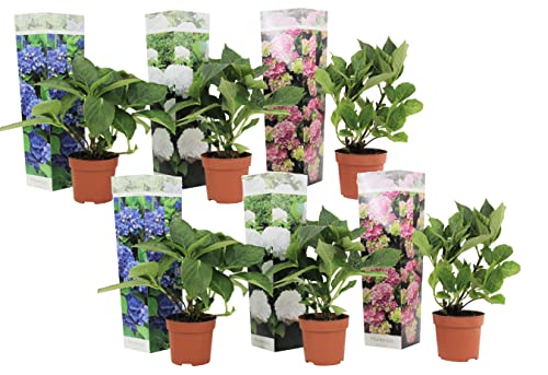 Plant in a Box - Hydrangea macrophylla 'Early Blue', 'Early Pink', 'Wudu' - Hortensia - Mezcla de 6 - Maceta 10,5cm - Altura 25-40cm