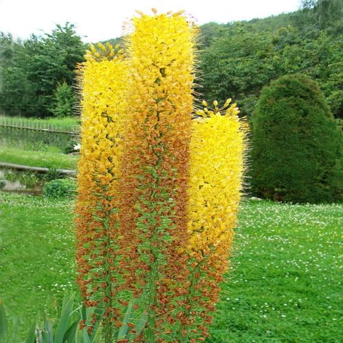 Plant World Seeds - Eremurus Robustus Seeds (Perennial Flower Seeds)