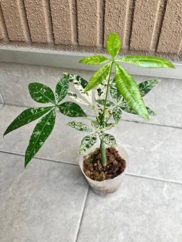 観葉植物 パキラ 斑入り」の人気商品一覧・価格比較 - 価格.com