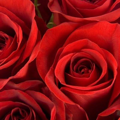 Vistaflor -150 Red Roses Wholesale Fresh Cut from the Farm