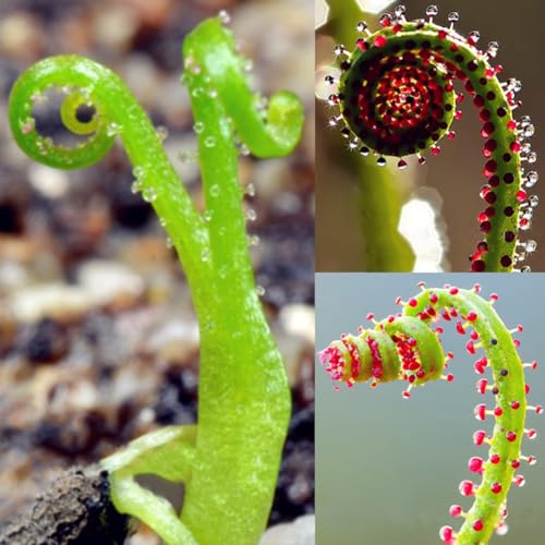 Kiskick 100 Stück Drosophyllum Samen