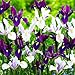 Holländische Iris Paradise Mischung (50 Zwiebeln), Schwertlilien Kollektion, 5 Sorten/Farben, Mehrjährig, Winterhart Blumenzwiebeln aus Holland für Garten, Topf (große Knollen, kein Samen)