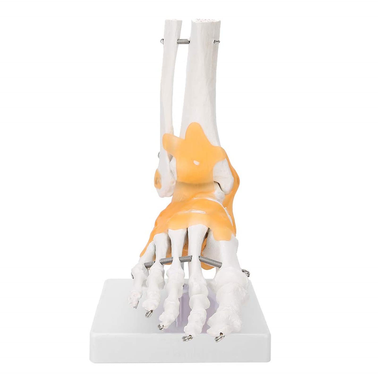 Modelo de esqueleto de pie, modelo anatómico de articulación de tobillo de pie de ligamento de esqueleto humano adulto