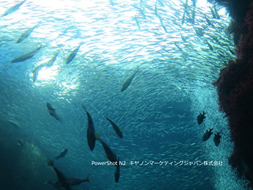 Canon PowerShot N2 PSN2 の商品画像 5