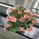 6 piezas bulbos oxalis triangularis, bulbos oxalis versicolor, bulbos de floración temprana, bulbos de oxalis, plantas resistentes en macetas regalos para los amantes del jardín