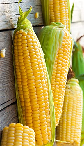 Seeds Sugar Sweet Corn Heirloom Vegetable For Planting Non Gmo #TOP17