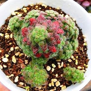 Bloom Green Co. Crassula Bonsai Pietra Grezza Cactus Bonsai Esotici Bonsai Rare 100 PCS carnoso De Flores Bonsai Piccole Piante per Giardino: 5