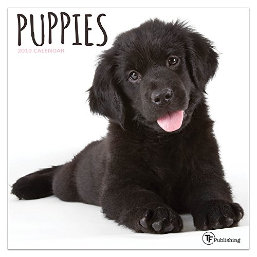 2019 Puppies Mini Calendar