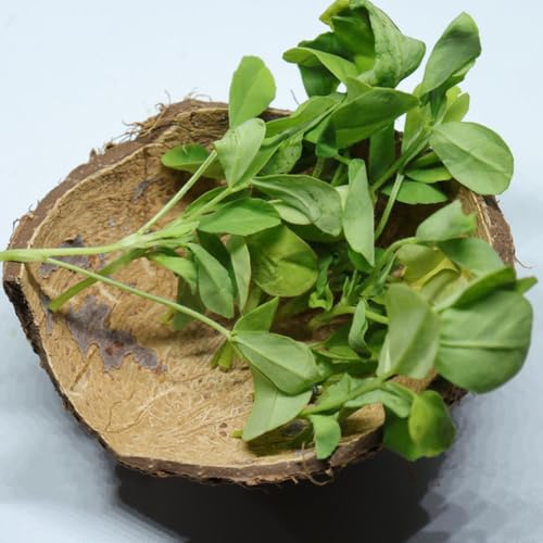 fenogreco orgánico de jardín, de oficina semillas fenogreco decoraciones otoño, verdes semillas interior Balcón con jardín interior cocina 200semillas