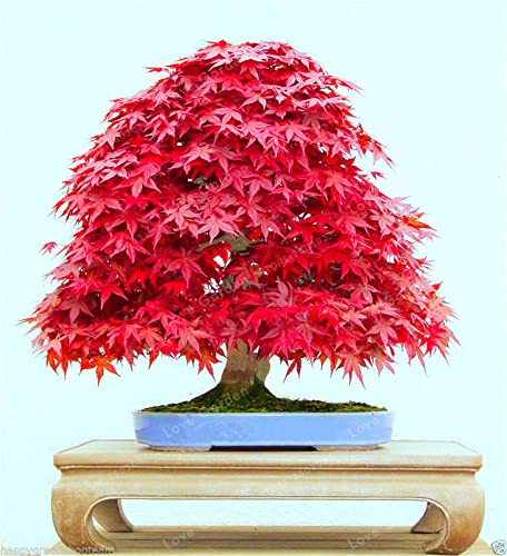 Zcbang 20+ Seeds Acer Palmatum Atropurpureum Seeds Real Red Ghost Maple Tree Bonsai Seeds #TOP2