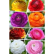 10PCS Mixed Color Yellow/Red/Pink/Purple/White MulticoloredRanunculus Bulbs Double Buttercups Spring Rose Bulb Wedding Flower Bulbs 10, Mixed Color