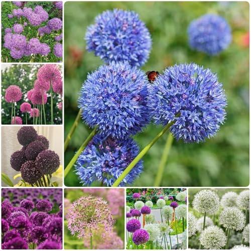 Semi di Allium giganteum, semi per aiuole rialzate Semi di porro gigante, prodotti sostenibili selvatici rari semi di perenni vecchie varietà 150pcs