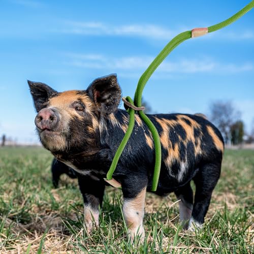 Mini Pig Harness & Leash, Mini-Schweine-Geschirr und Leine, verstellbares 2,4 m langes Seil für kleine bis mittelgroße Haustierschweine