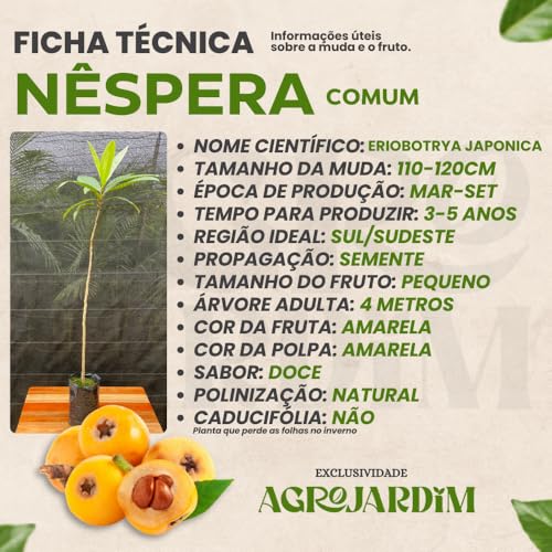Muda Frutífera de Nêspera