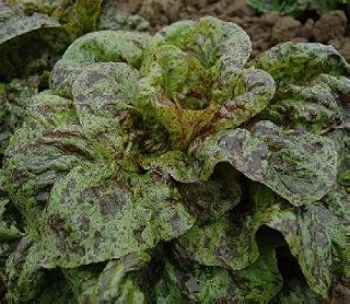 Lettuce Flashy Butter Gem 50 Seeds