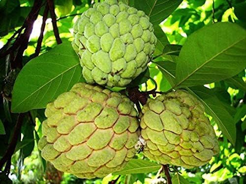 Sugar Apple Tropical Fruit Plant Tree