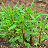 Summer Savory - 200 Seeds - Heirloom & Open-Pollinated Variety, Non-GMO Culinary Herb Seeds for Plan