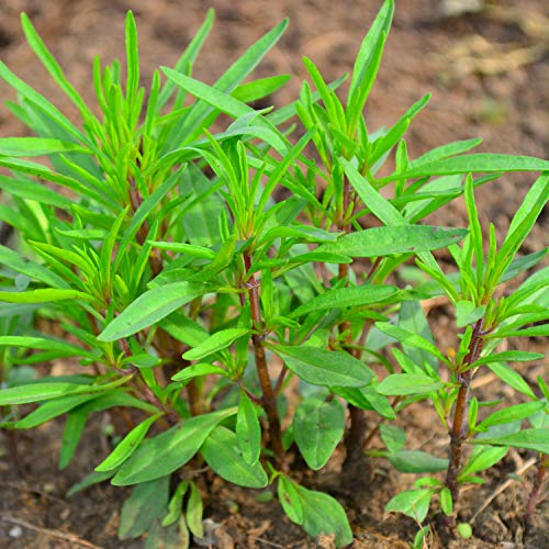 Summer Savory - 200 Seeds - Heirloom & Open-Pollinated Variety, Non-Gmo Culinary Herb Seeds For Planting, Grow Kitchen Herbs Indoors/Outdoors In Containers/Aerogarden/Home Garden, Thresh Seed Company #TOP12