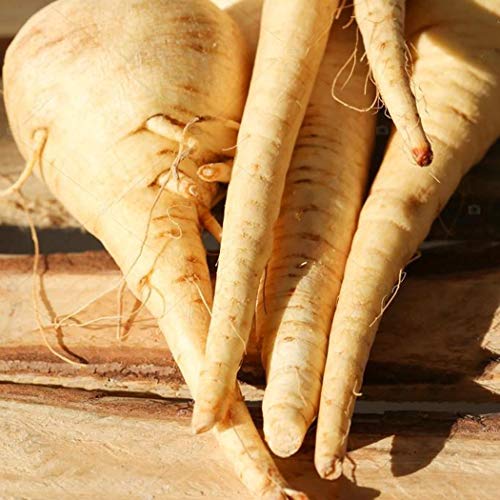 Bravet Vegetable Seeds - 100Pcs Parsnip Seeds Organic Non-GMO Heirloom Parsnip Vegetable Seeds for Home Garden Balcony - Thumbnail 2