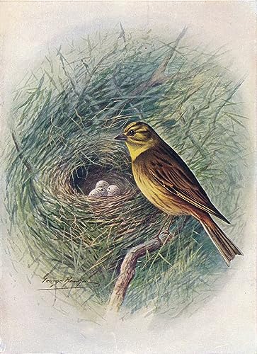 Affiche Yellow-hammer impression d'art Emberiza Citrinella tableau George Rankin 60x90cm