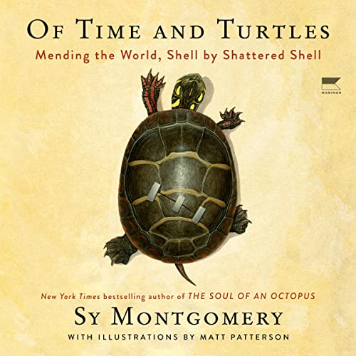 Of Time and Turtles Mending the World, Shell by Shattered