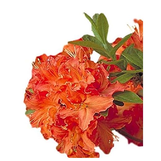 Mandarin Lights Orange Deciduous Azalea - Live Plant - Quart Pot