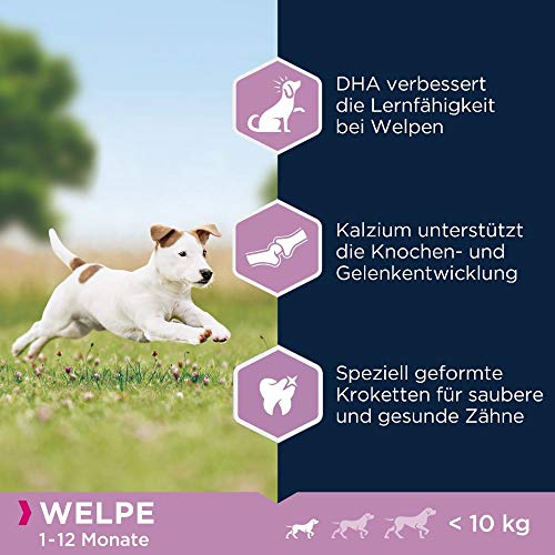 Eukanuba Welpenfutter mit frischem Huhn für kleine Rassen