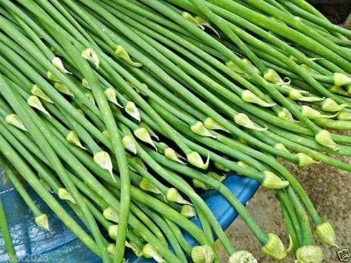 Edible Flower Garlic Chives Seeds - (Allium Tuberosum) 300Mg For Planting, Garden Asian Herb Green Onion Leek Seed, Heirloom, Non-Gmo Microgreen Pure Seed, Delicious Herb! Microgreens, Sprouting Seeds #TOP13